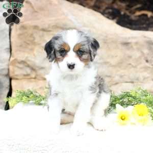 Pansy, Cavapoo Puppy